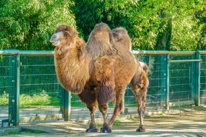 2025-04-28 Zoo Frankfurt-0186