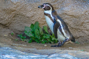 2025-04-28 Zoo Frankfurt-0187