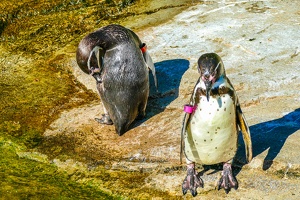 2025-04-28 Zoo Frankfurt-0188