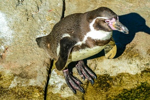 2025-04-28 Zoo Frankfurt-0190