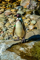 2025-04-28 Zoo Frankfurt-0191