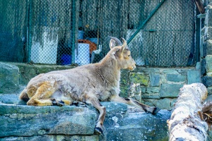 2025-04-28 Zoo Frankfurt-0194