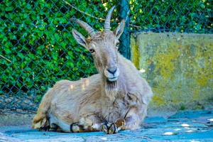 2025-04-28 Zoo Frankfurt-0195