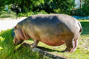 2025-04-28 Zoo Frankfurt-0198