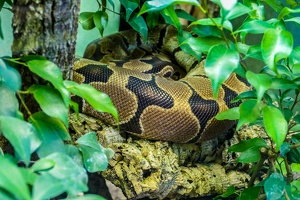 2025-04-28 Zoo Frankfurt-0205