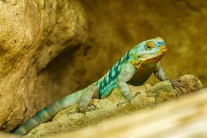 2025-04-28 Zoo Frankfurt-0206
