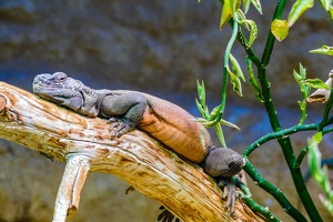 2025-04-28 Zoo Frankfurt-0207
