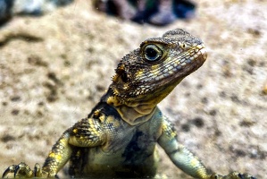 2025-04-28 Zoo Frankfurt-0215