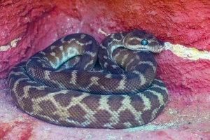 2025-04-28 Zoo Frankfurt-0212