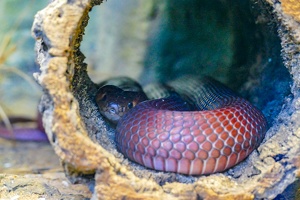 2025-04-28 Zoo Frankfurt-0214