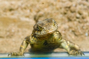 2025-04-28 Zoo Frankfurt-0216