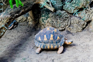2025-04-28 Zoo Frankfurt-0219