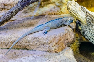 2025-04-28 Zoo Frankfurt-0223