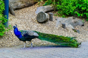 2025-04-28 Zoo Frankfurt-0224