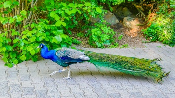 2025-04-28 Zoo Frankfurt-0226