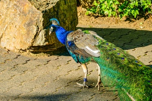 2025-04-28 Zoo Frankfurt-0227