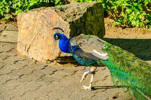 2025-04-28 Zoo Frankfurt-0228