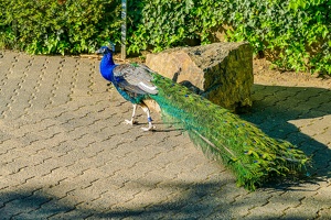 2025-04-28 Zoo Frankfurt-0229