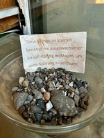 Straussenfarm Hohenfelde