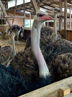 Straussenfarm Hohenfelde