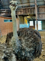 Straussenfarm Hohenfelde