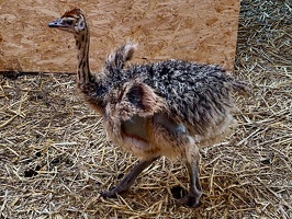 Straussenfarm Hohenfelde