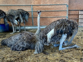 Straussenfarm Hohenfelde