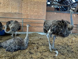 Straussenfarm Hohenfelde
