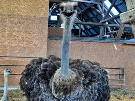 Straussenfarm Hohenfelde