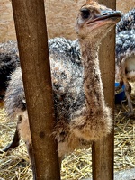 Straussenfarm Hohenfelde