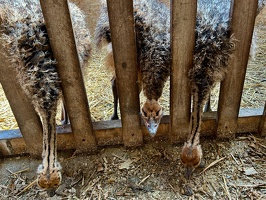 Straussenfarm Hohenfelde