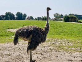 Straussenfarm Hohenfelde