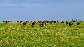 Straussenfarm Hohenfelde