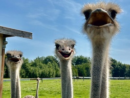 Straussenfarm Hohenfelde