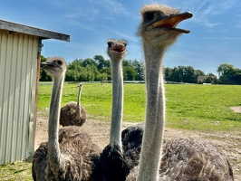 Straussenfarm Hohenfelde