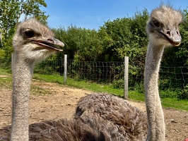 Straussenfarm Hohenfelde