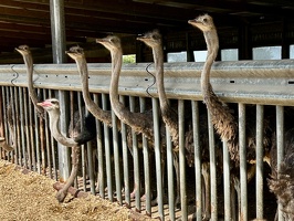Straussenfarm Hohenfelde