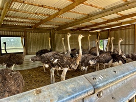 Straussenfarm Hohenfelde