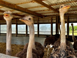 Straussenfarm Hohenfelde
