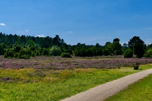Lüneburger Heide bei Wilsede