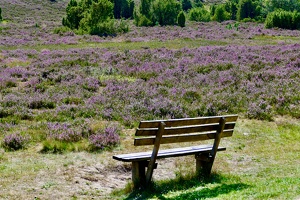 Lüneburger Heide bei Wilsede