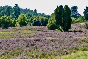 Lüneburger Heide bei Wilsede