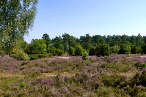 Lüneburger Heide bei Wilsede