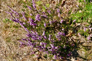 Lüneburger Heide bei Wilsede
