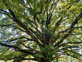 Lüneburger Heide bei Wilsede