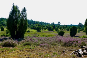 Lüneburger Heide bei Wilsede