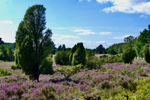 Lüneburger Heide bei Wilsede