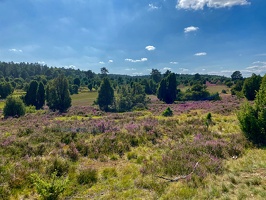 Lüneburger Heide bei Wilsede