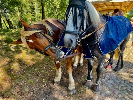 Lüneburger Heide bei Wilsede
