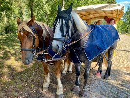 Lüneburger Heide bei Wilsede